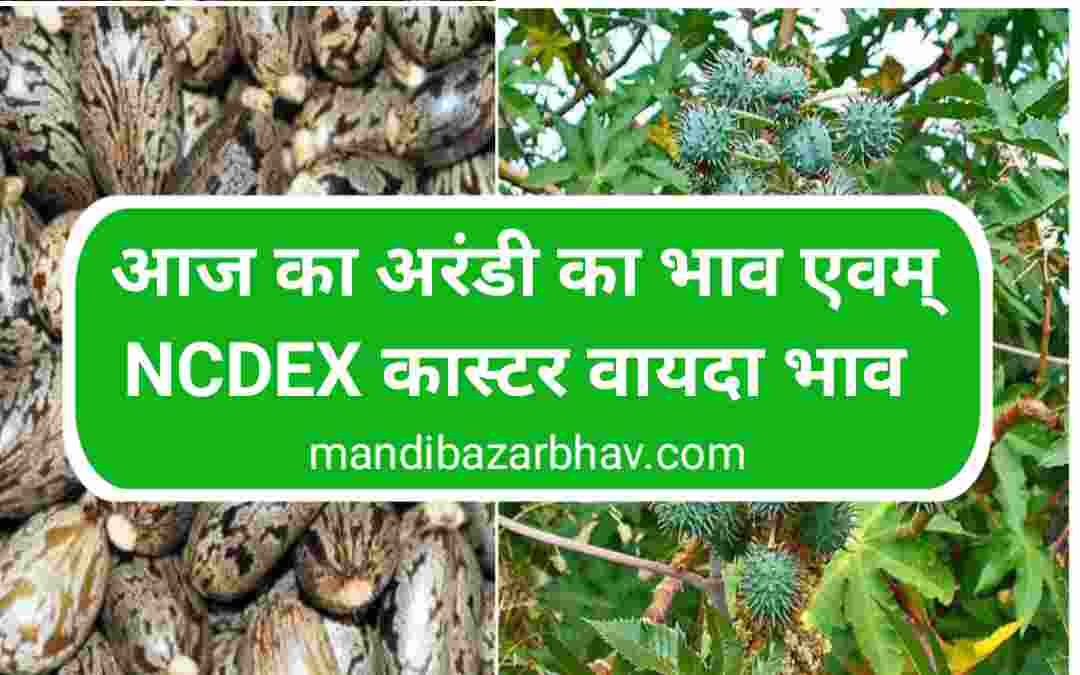 castor-seed-rate-today-ncdex