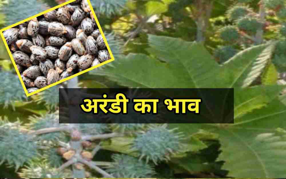 castor-seed-rate-today-live-10